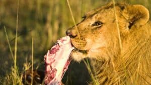 Do Lions Eat Other Lions? Why It Happens