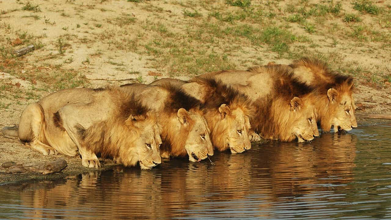 Do lions eat other lions? Here is the truth Nature And Life