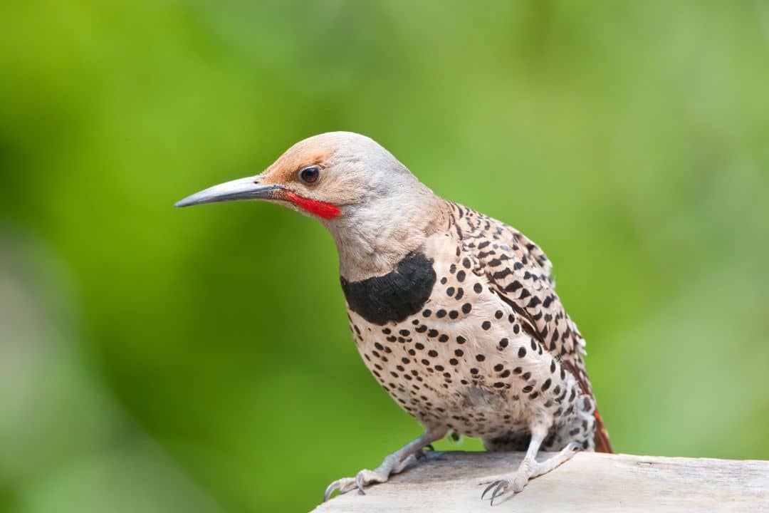 10 Florida Woodpeckers Species: How To Identify (Photos) - Nature and