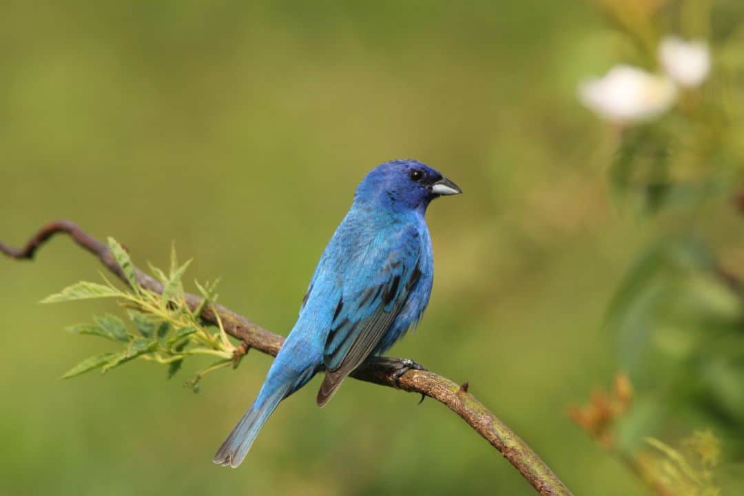15 common types of blue birds (Explain & Photos)
