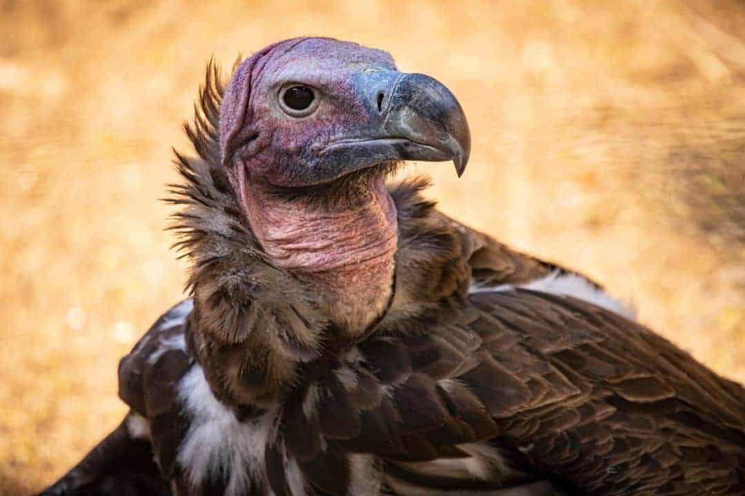 30 Common Birds That Eat Dead Animals (Explain & Photos)