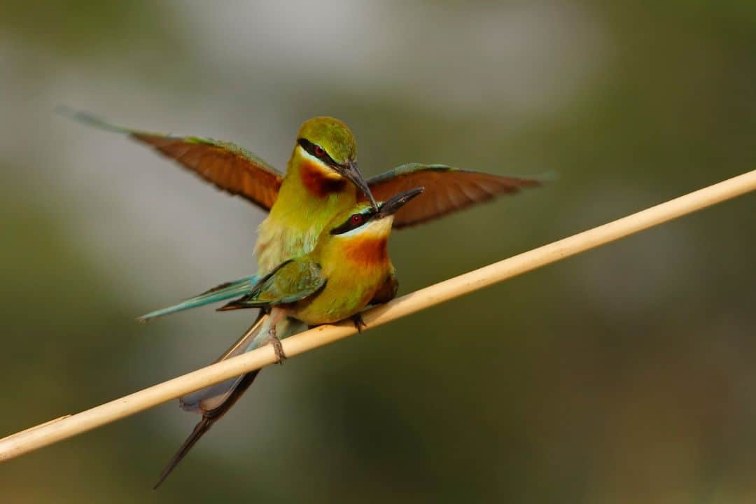 How Do Birds Mate Interesting Facts That You May Not Know