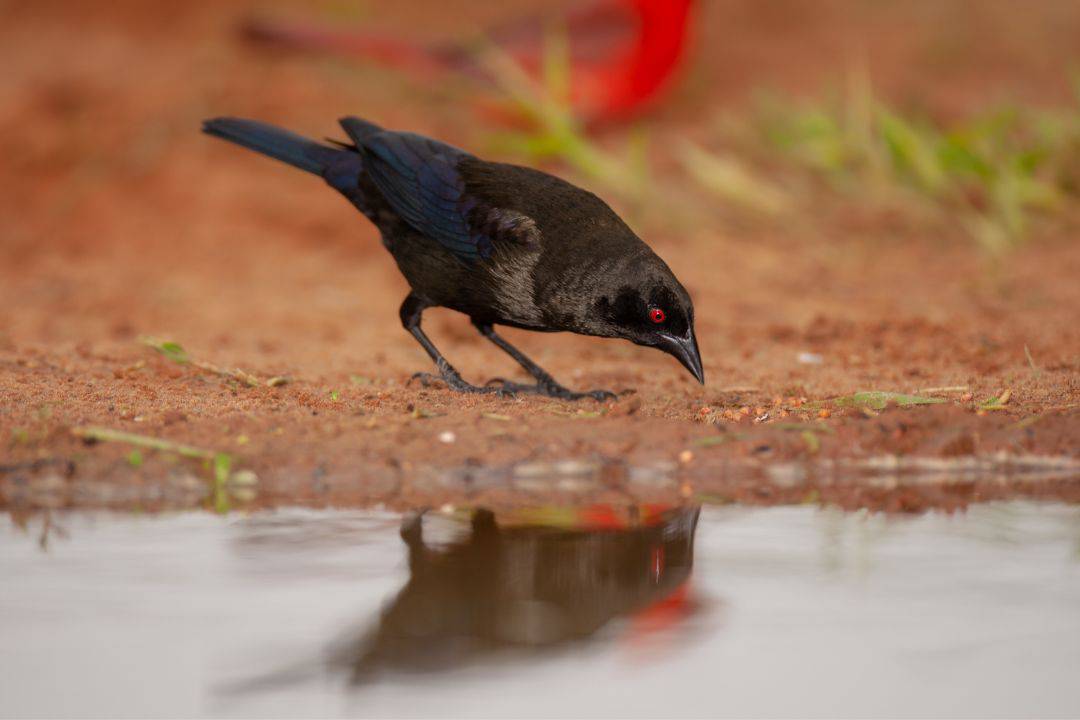 22 Common black birds in Florida (Explain & Photos)