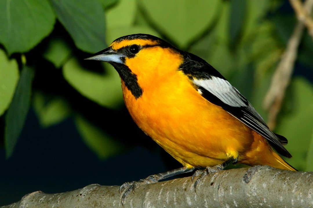 22 Common black birds in Florida (Explain & Photos)