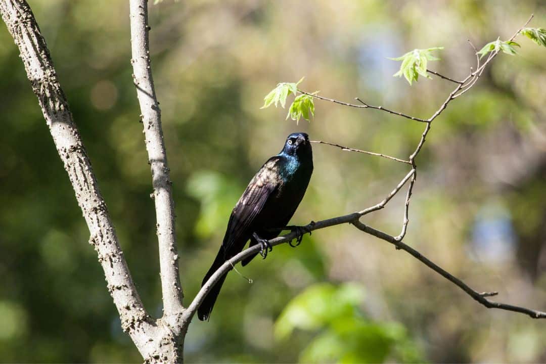 22 Common black birds in Florida (Explain & Photos)