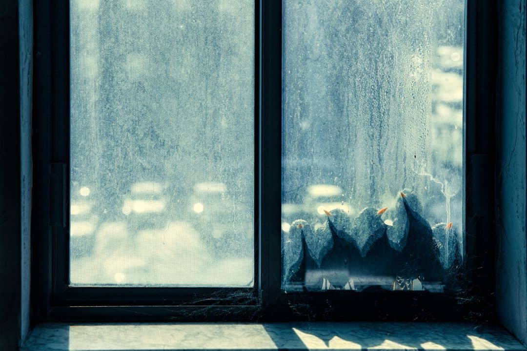 Can Birds See Glass? The Answer Might Surprise You Nature and Wildlife TV