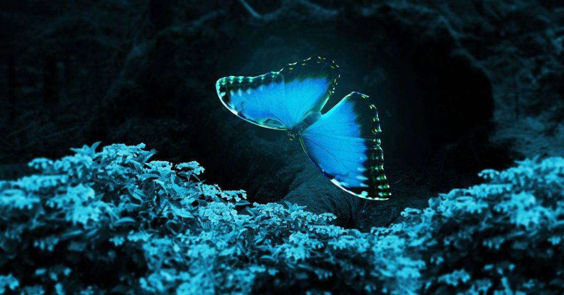 The Meaning of Black and Blue Butterfly Interesting facts
