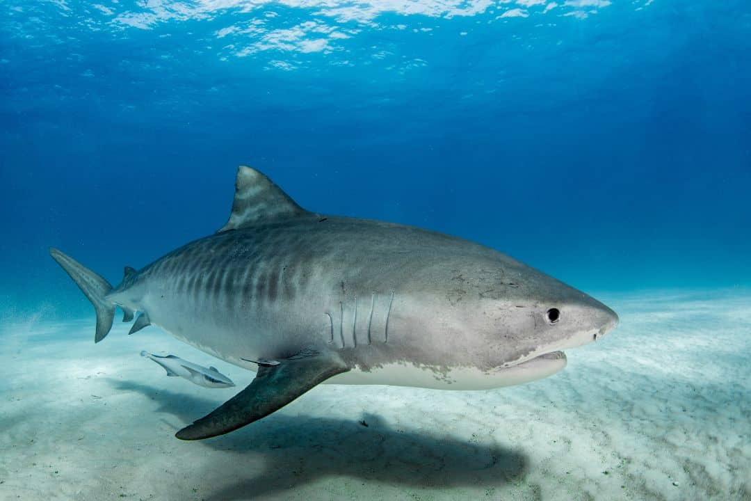 Are there sharks in the Mediterranean sea? – Nature and Wildlife TV - Are There Shark In The Mediterranean Sea