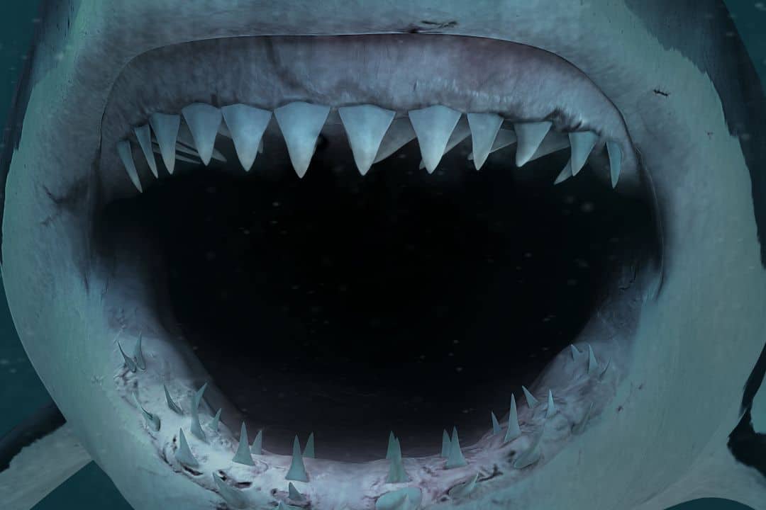 Do Sharks Have Tongues? The Answer May Surprise You! Do Sharks Have Tongues? The Answer May Surprise You!