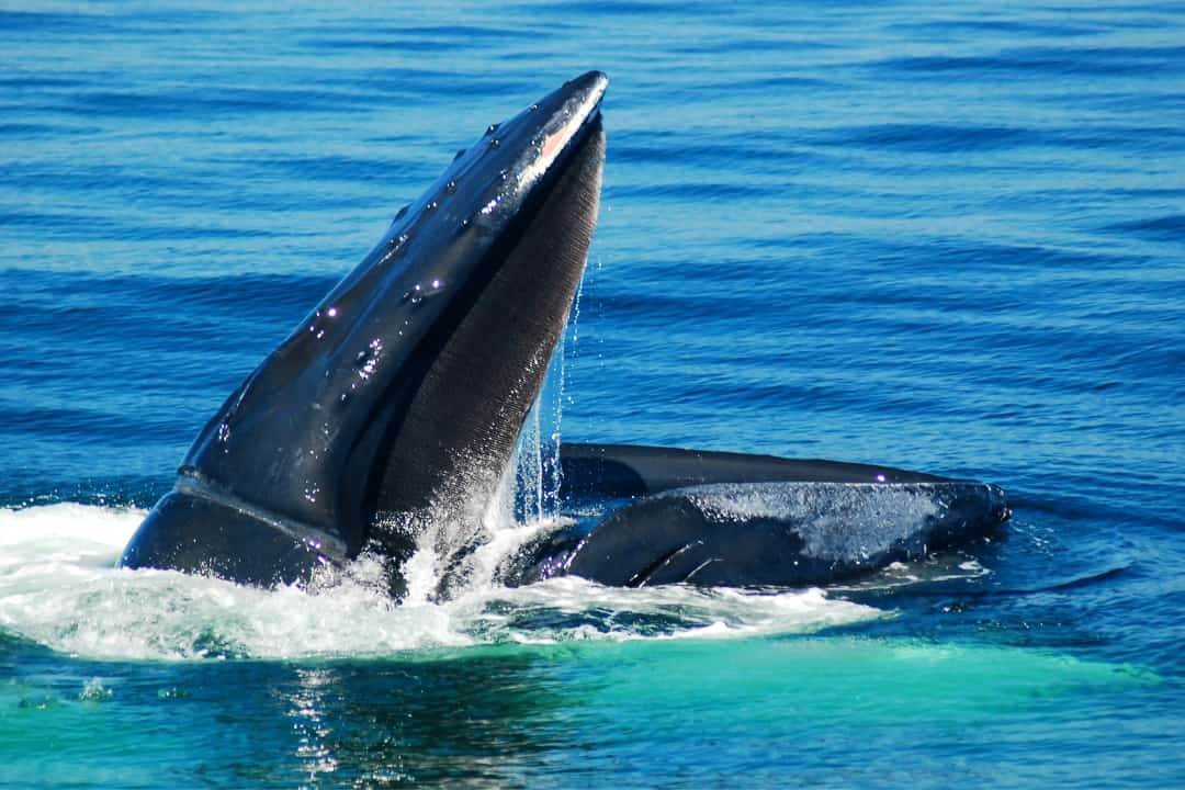 What Do Humpback Whales Eat? Discover Their Diverse Diets