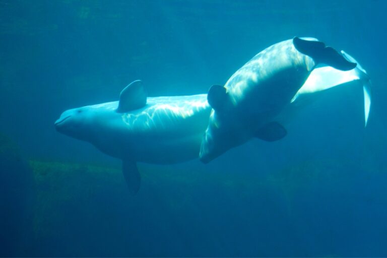 The Wonders of Beluga Whales: Facts, Conservation, and More – Nature