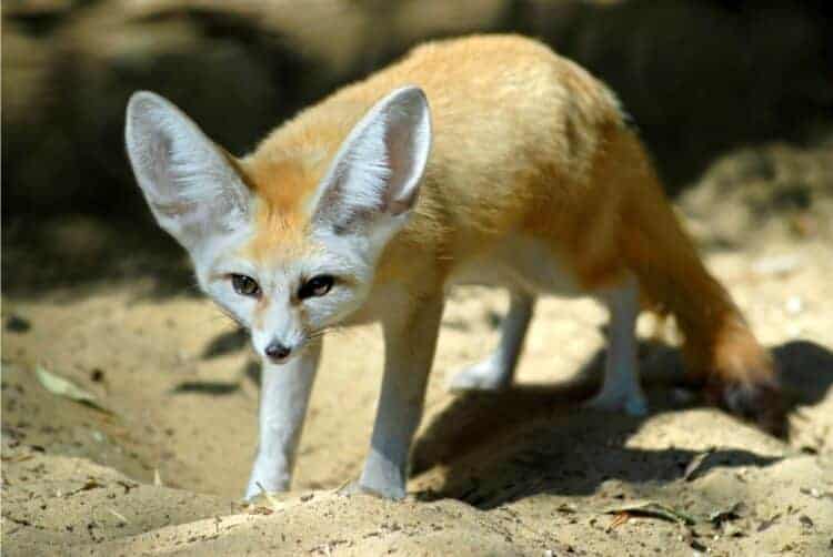 Can foxes swim? The Truth About Foxes and Swimming