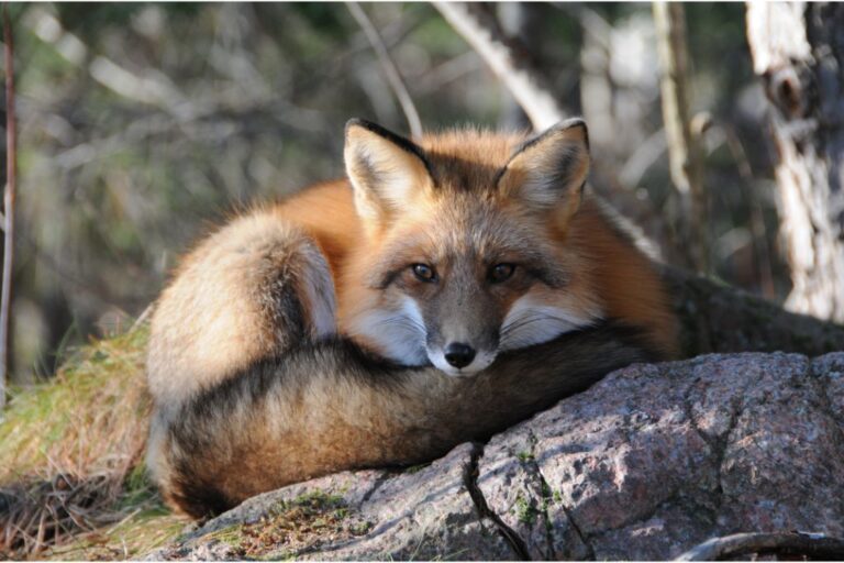 What does a fox den look like? Exploring a hidden habitat