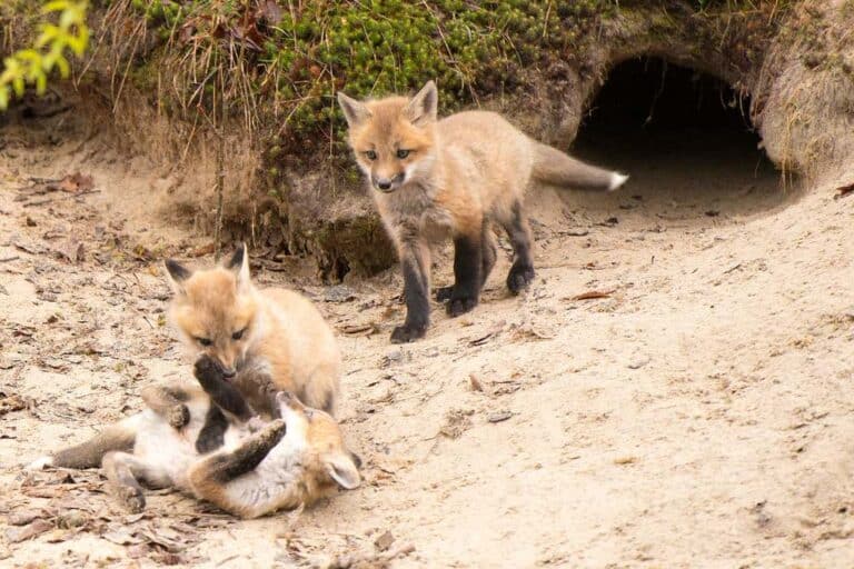 What does a fox den look like? Exploring a hidden habitat