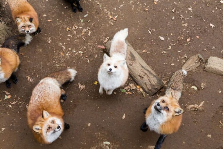 Fascinating Fox Fact: What is a group of foxes called? – Nature and ...