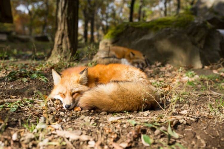Where do foxes sleep? Decoding Foxes' Sleeping Secrets
