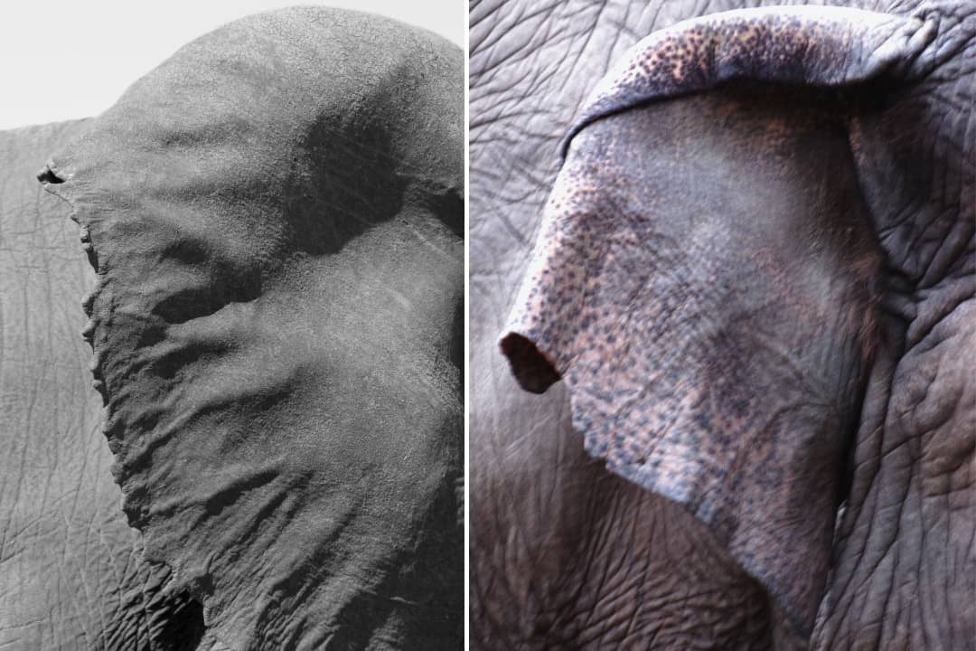 Unveiling the Mystery Why Do Elephants Flap Their Ears? Nature and