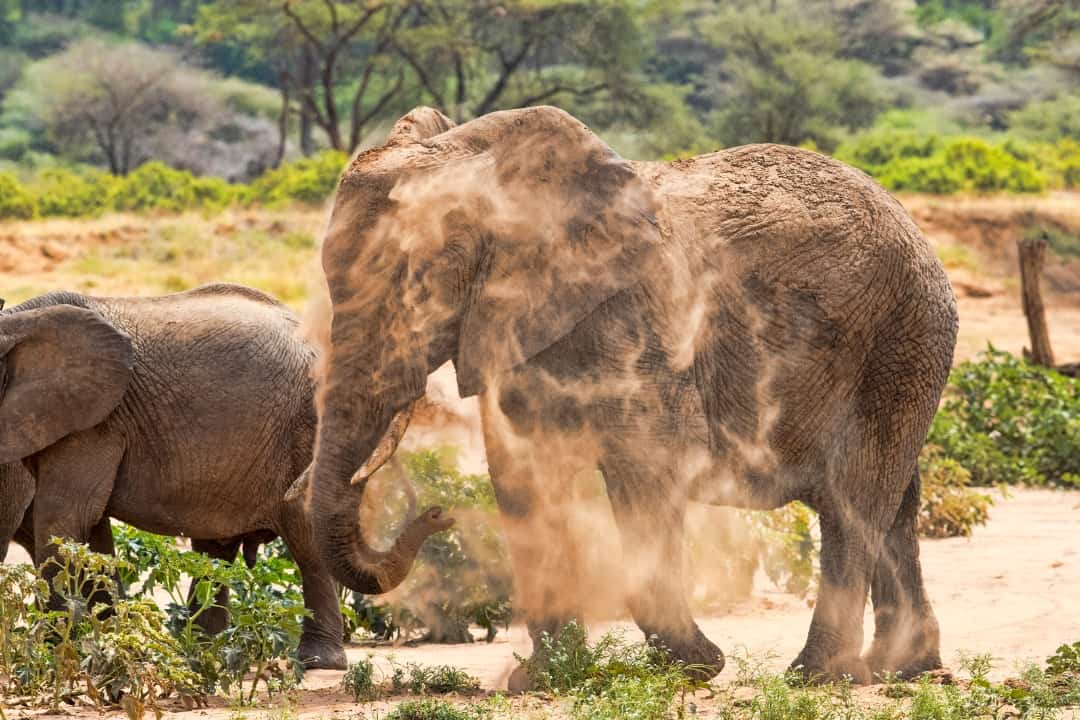 Dusty Secrets Why Do Elephants Throw Dirt on Themselves? Nature and