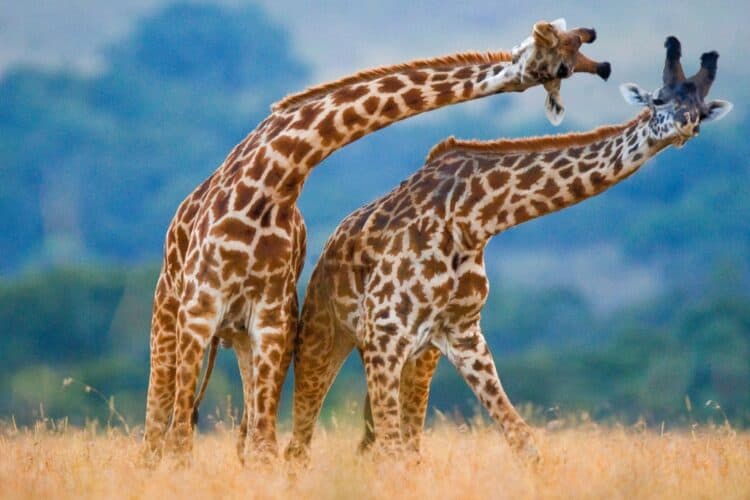 Are Giraffes Friendly? Unveiling the Gentle Giants’ Nature – Nature and ...