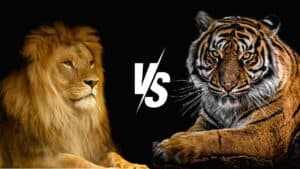 Are Tigers Really Bigger Than Lions? A Detailed Comparison – Nature and