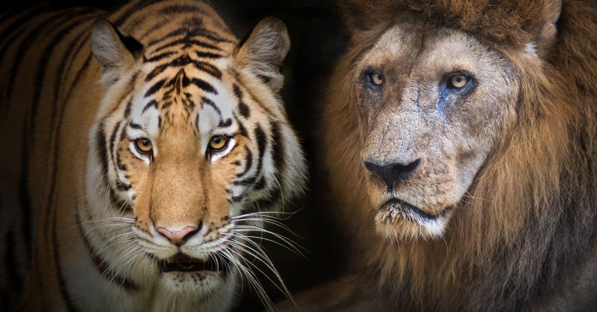 Are Tigers Really Bigger Than Lions? An Indepth Analysis Nature and