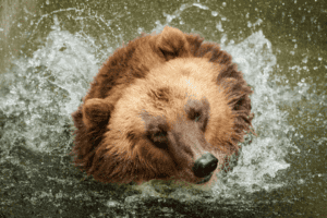 Can Bears Swim? Unveiling Nature’s Aquatic Marvels – Nature and ...