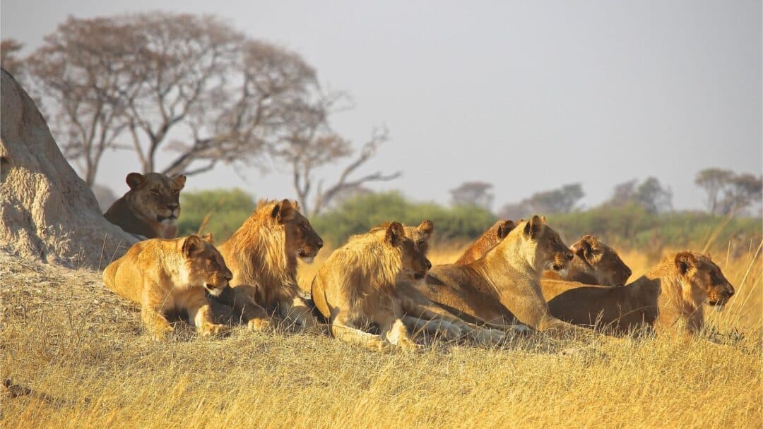 What Is a Group of Lions Called? Detailed Pride Insights Nature and