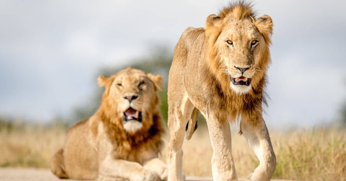 Unraveling The Pride What Is A Group Of Lions Called?