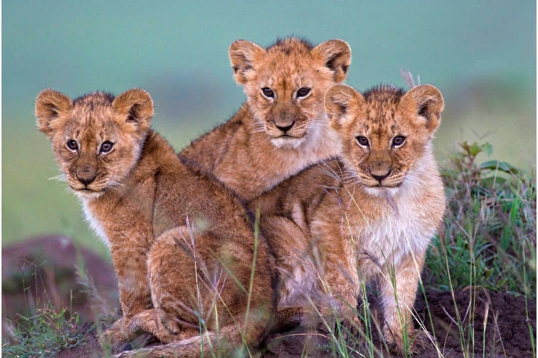 Unraveling The Pride What Is A Group Of Lions Called?