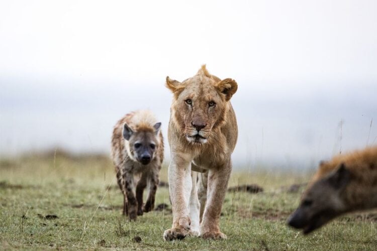 Do Hyenas Eat Lions? Facts and Real-Life Encounters