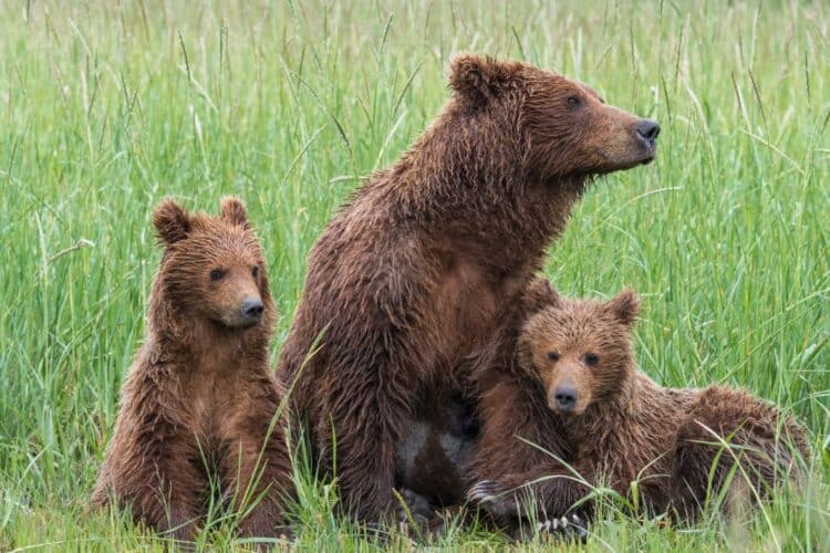 What is a group of bears called? Decoding Bear Group Names
