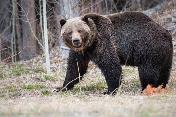 Are There Bears in South Dakota? Unveiling the Wild Secrets!