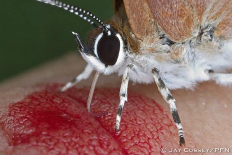 Do Butterflies Drink Blood? Deep Explanation