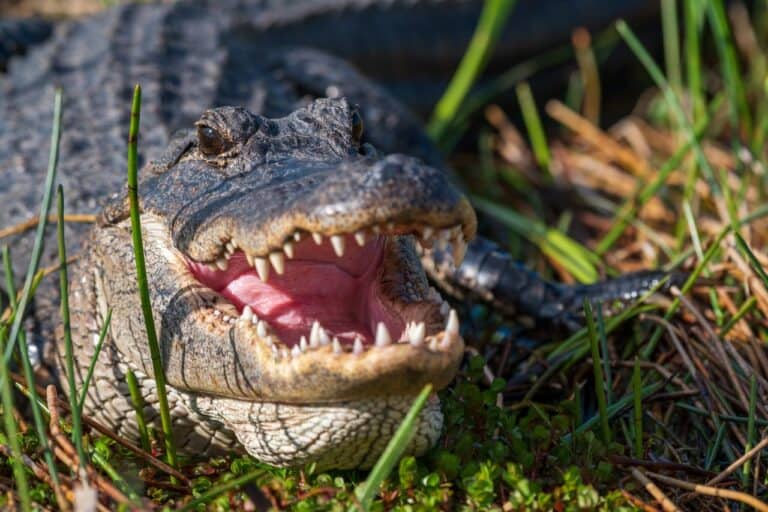 Do Alligators Have Tongues? Exploring Alligator Mysteries – Nature and