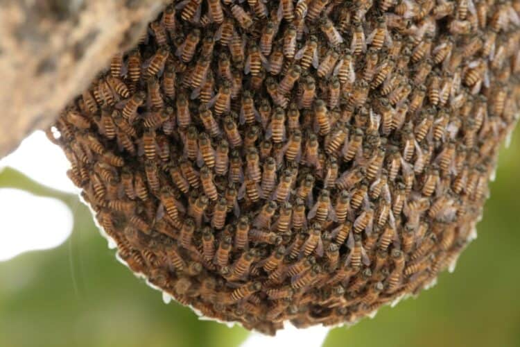 Do bears like honey? Unveiling the Bear's Culinary Secrets