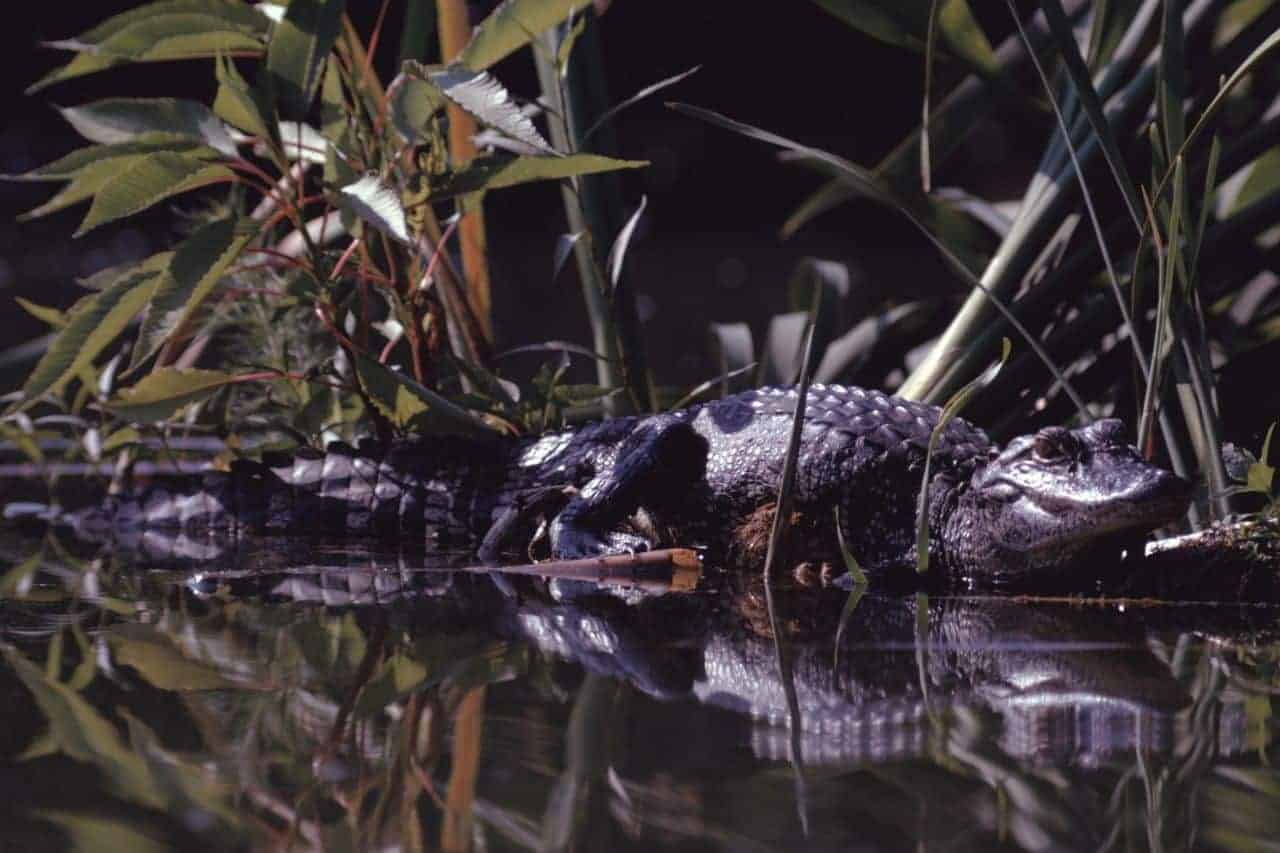 How long can an alligator stay underwater nature and wildlife tv