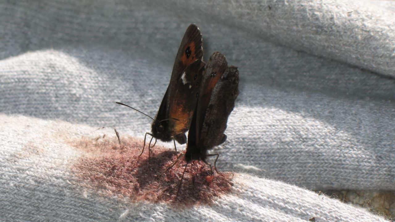 Do Butterflies Drink Blood? Deep Explanation