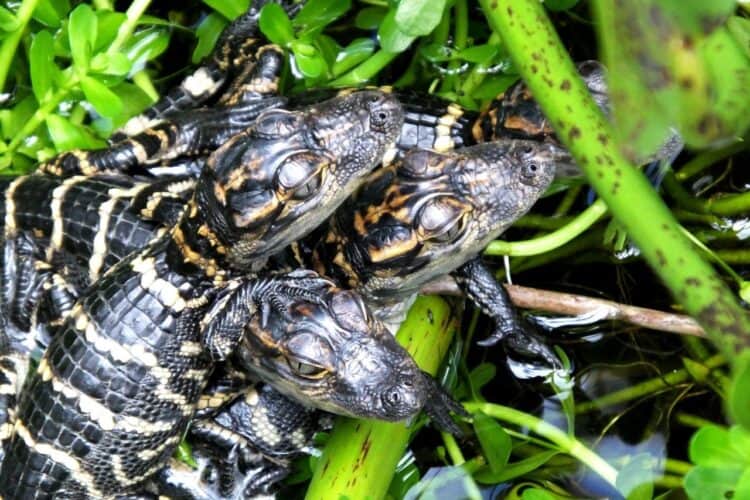 What Color Are Alligators? Deep Exploration – Nature and Wildlife TV ...