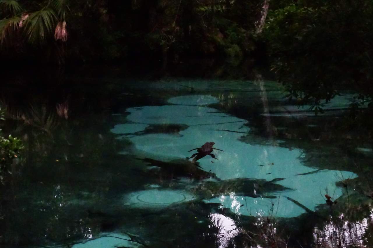 Are There Alligators in Ginnie Springs, Florida? Nature and Wildlife TV