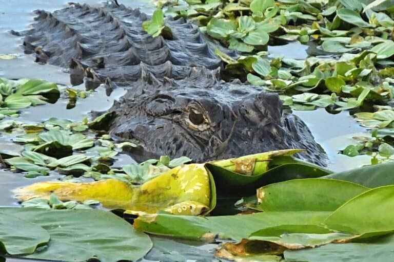 Secrets Revealed: Why Don't Alligators Eat Capybaras?