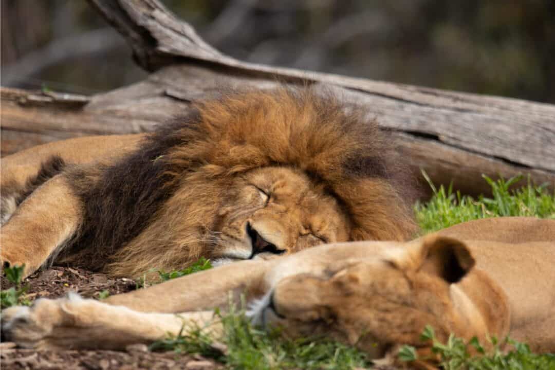 How Many Hours Does Lion Sleep Why Do Lions Sleep So Much? Mystery of the Snoozing Savanna - Nature