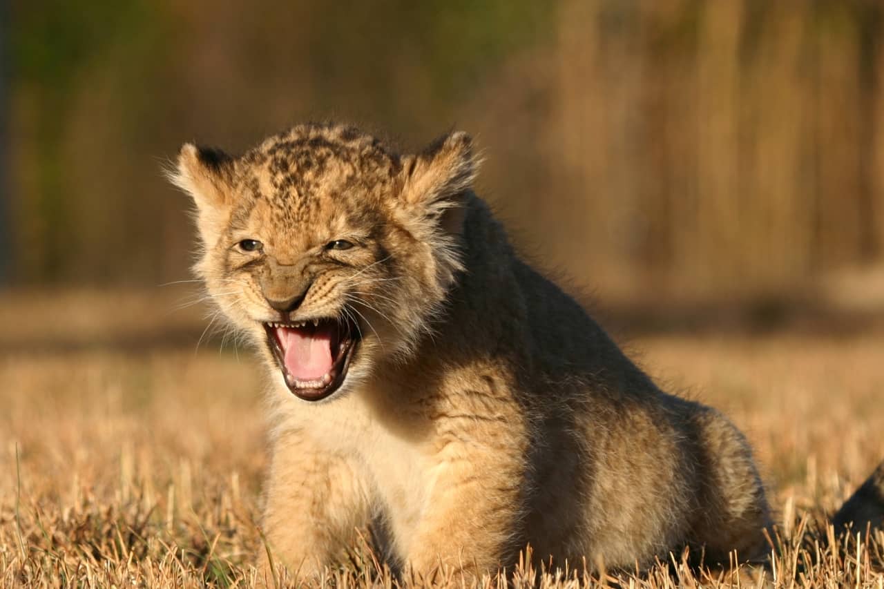 Can Lions Purr? Exploring Lion Vocalizations