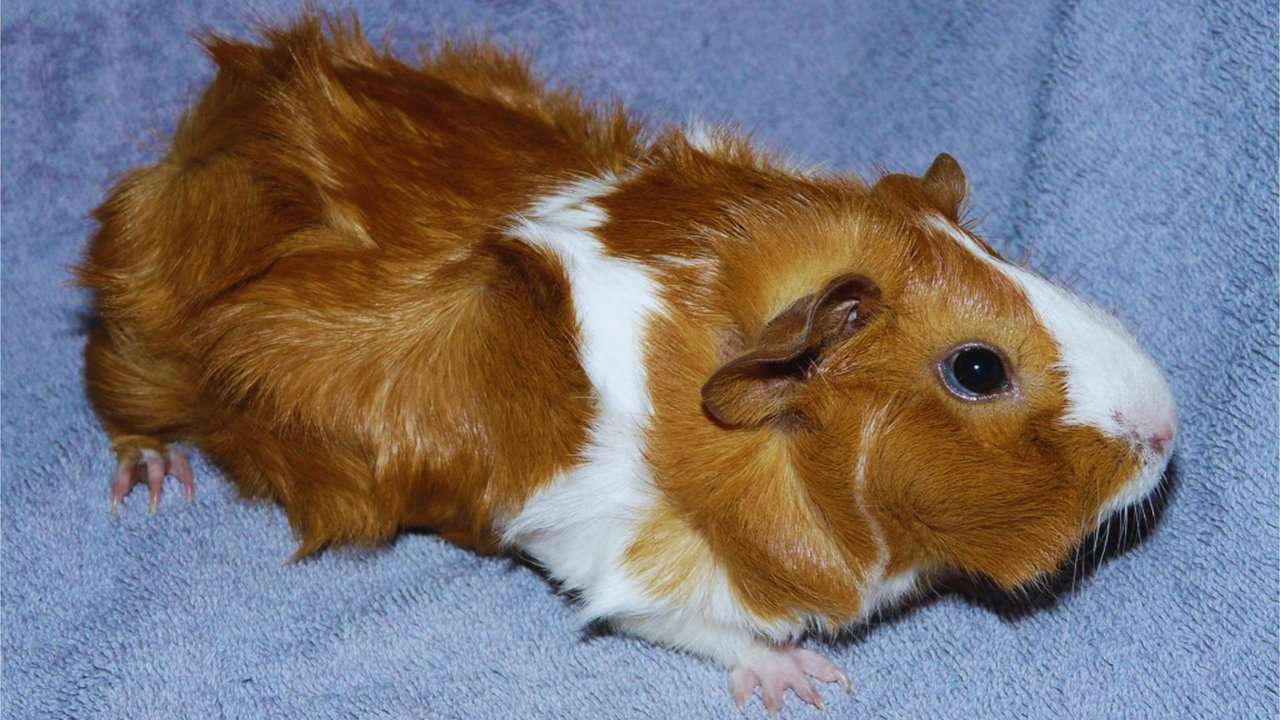 Female Abyssinian Guinea Pig
