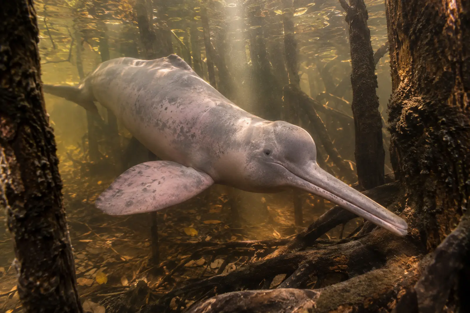 Amazon river dolphin swimming among submerged forest trees