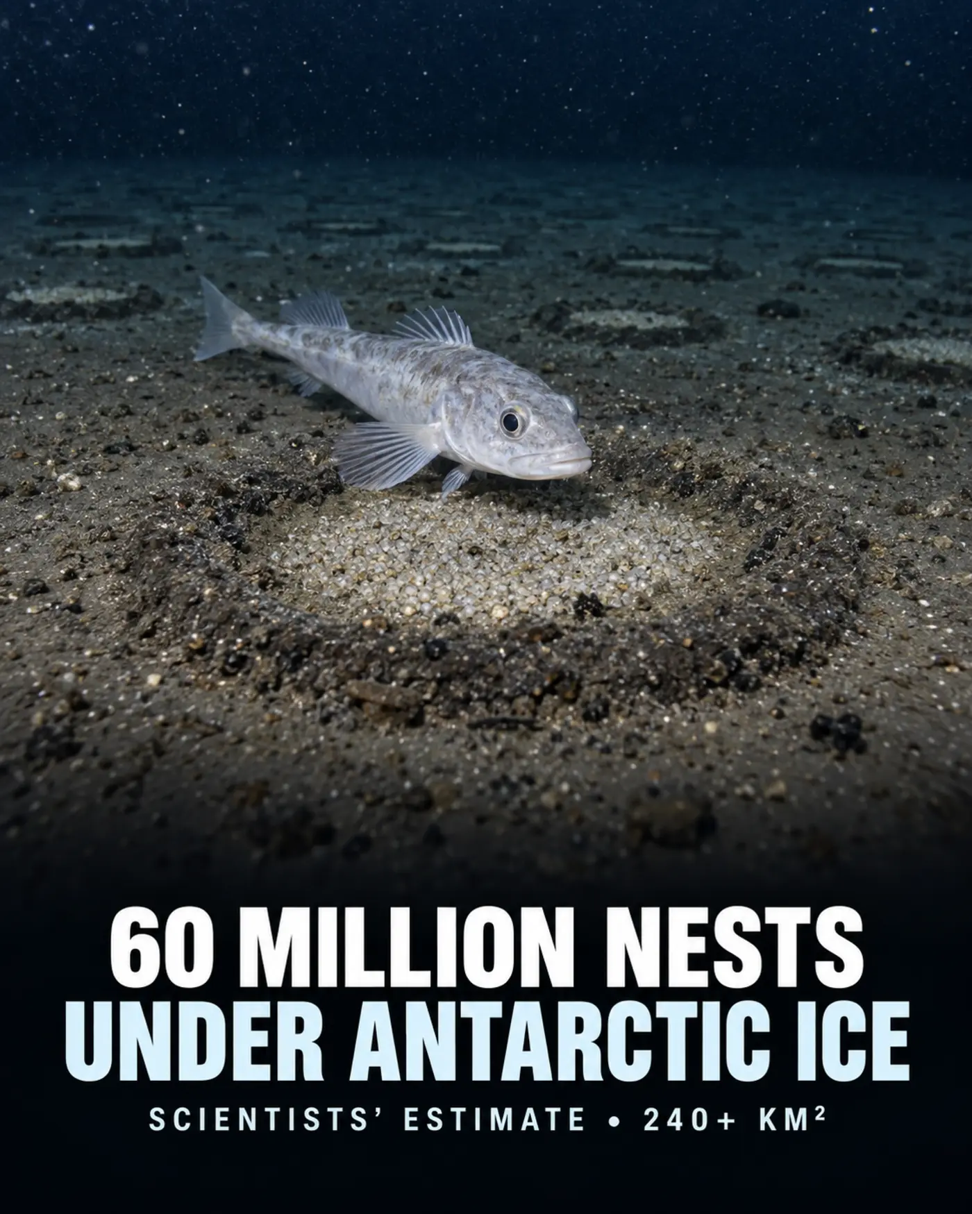 Jonah’s icefish guarding a circular nest on the Weddell Sea floor