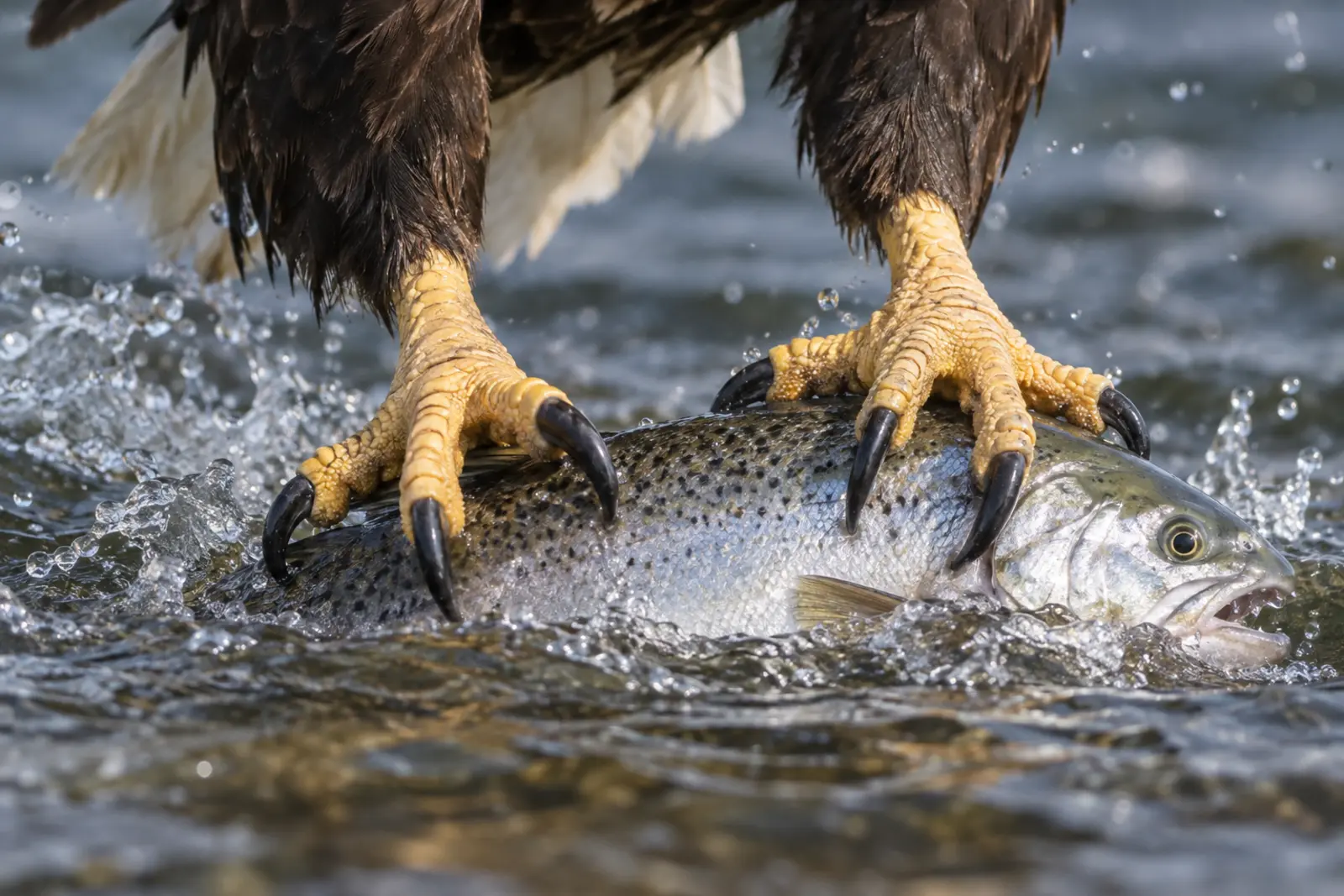Bald eagle feet and curved talons gripping a fish at the water surface