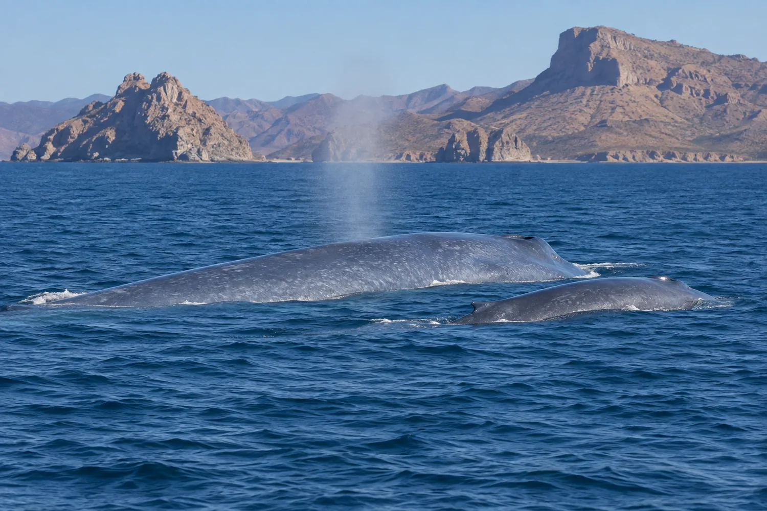 Adult blue whale and calf surfacing in blue water beside rocky desert islands.