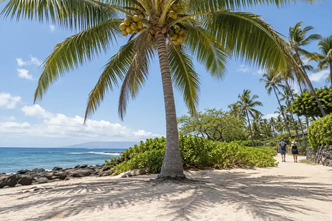 A fruiting coconut palm beside a beach path with people walking away from the trunk