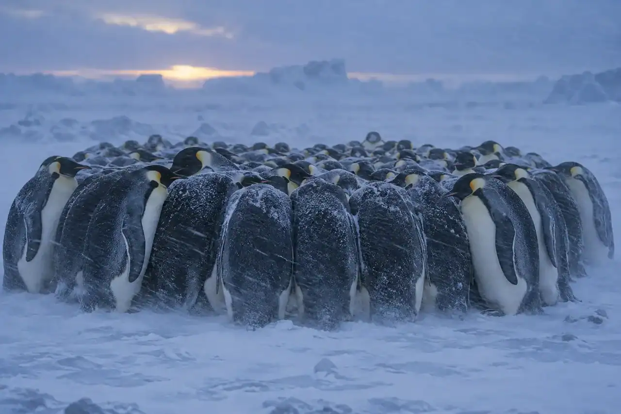 Dense huddle of adult emperor penguins sheltering together on windswept Antarctic sea ice.