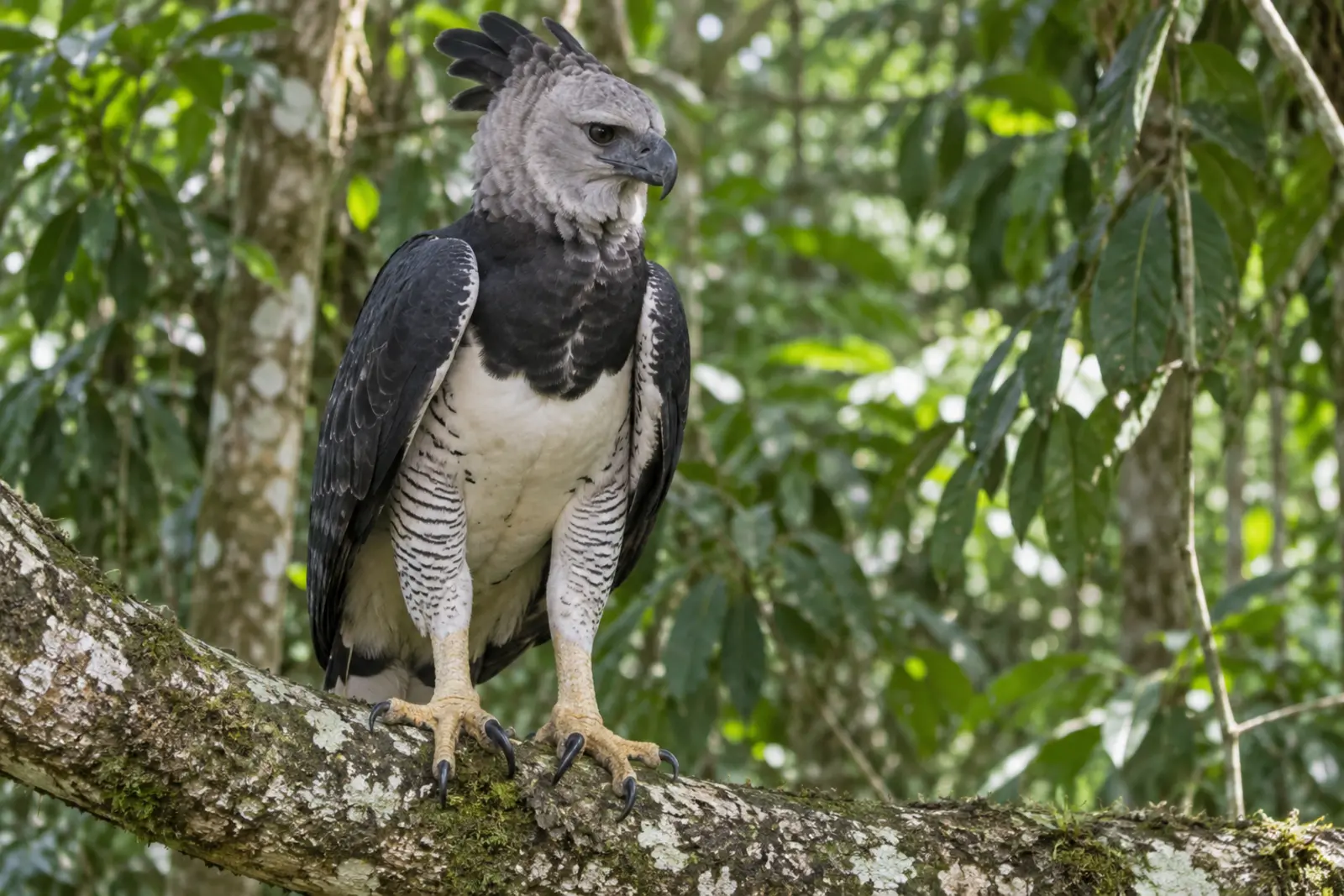 Harpy eagle perched on a rainforest branch with large curved talons visible